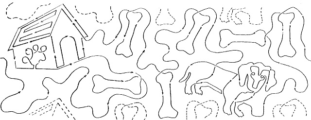 Dachshund